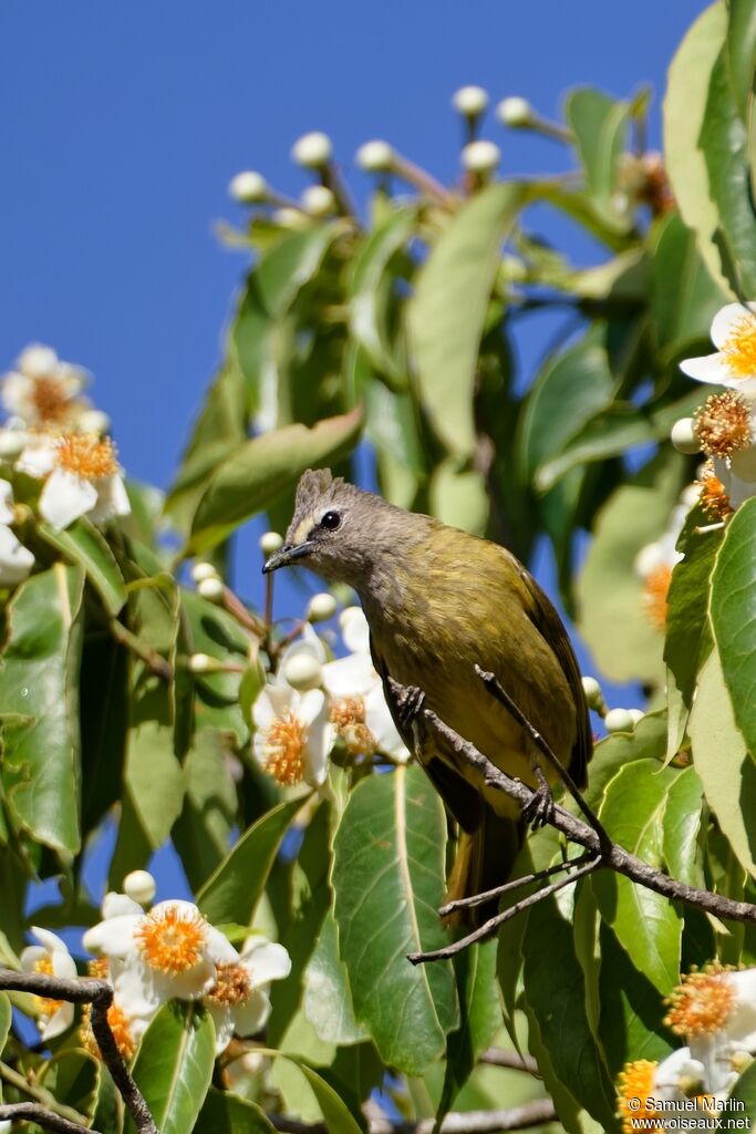 Bulbul flavescentadulte