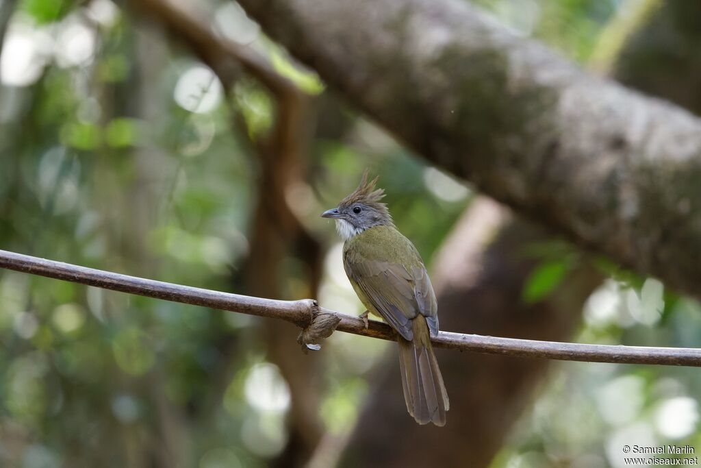 Bulbul pâle