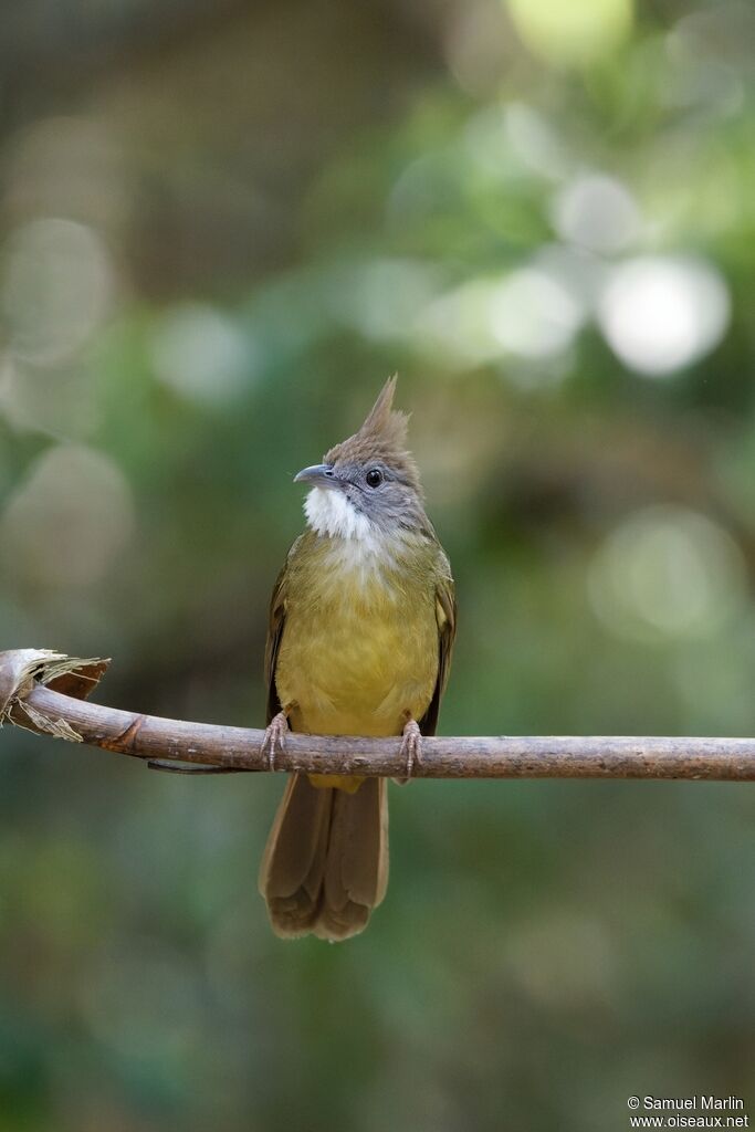 Bulbul pâleadulte