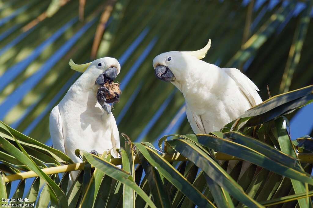 Cacatoès à huppe jauneadulte, régime