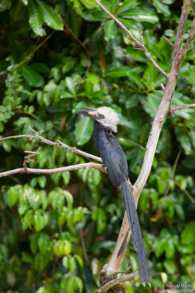 Calao à huppe blanche mâle adulte