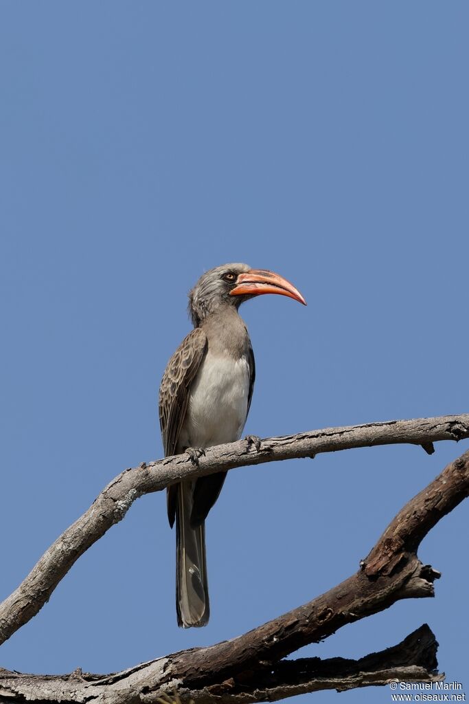 Calao de Bradfieldadulte