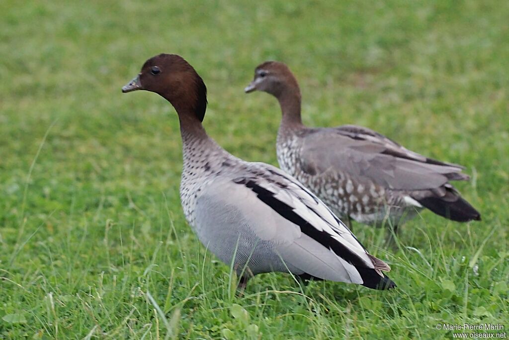 Maned Duck