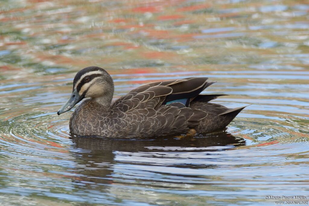 Canard à sourcilsadulte
