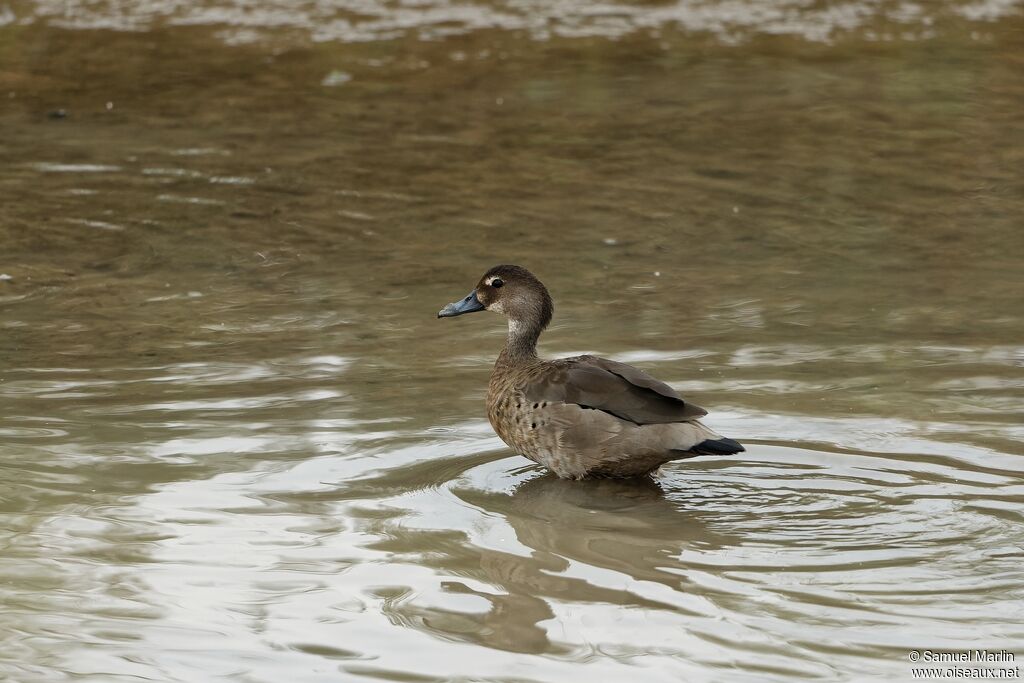 Canard amazonette femelle adulte