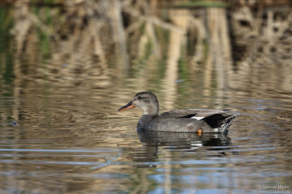 Canard chipeau