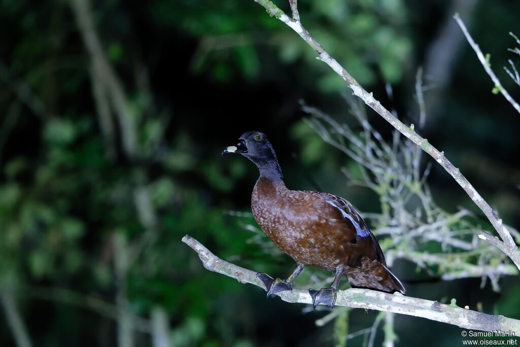 Canard de Hartlaub - Ptéronette de Hartlaub<br />adulte