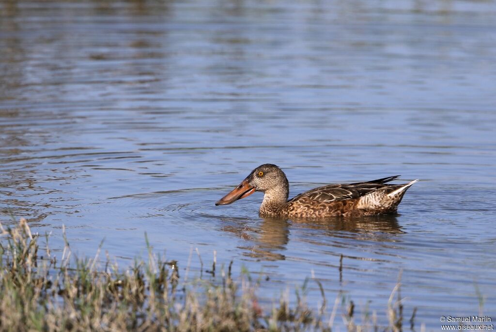 Canard souchet femelle adulte