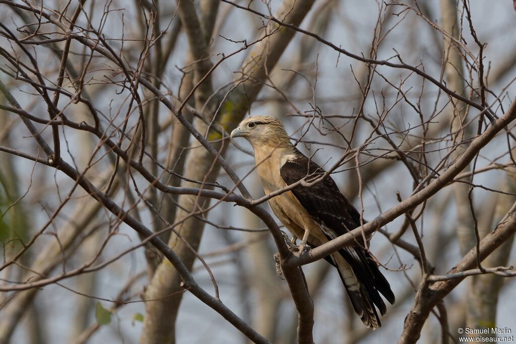 Caracara à tête jauneadulte