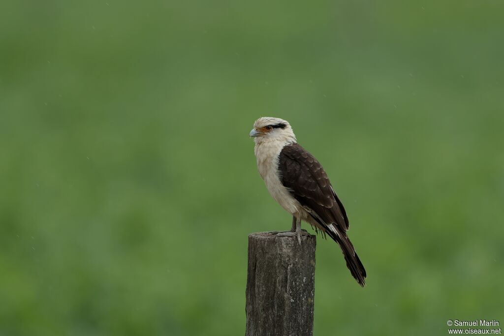 Caracara à tête jauneadulte