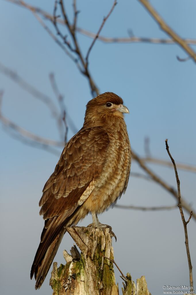 Caracara chimangoadulte