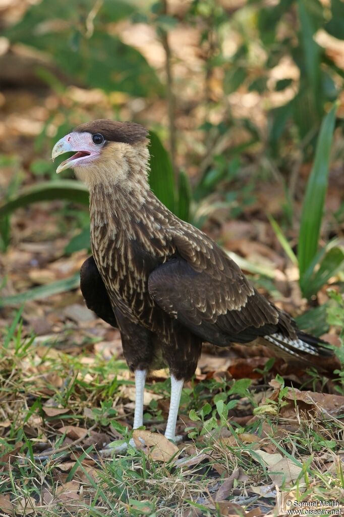 Caracara huppéimmature