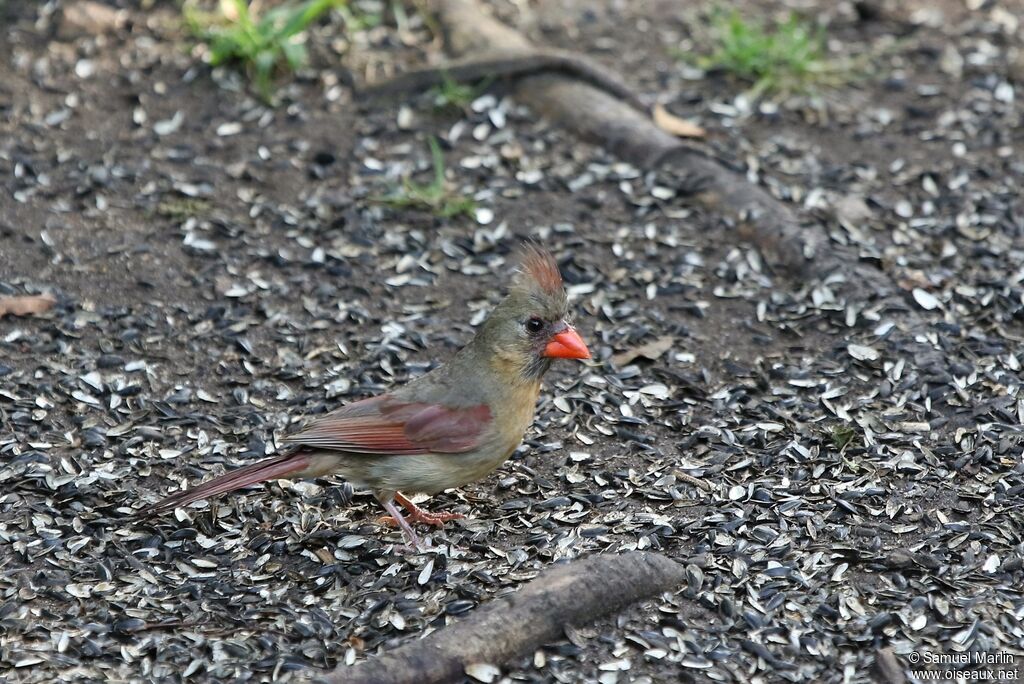Cardinal rouge femelle adulte