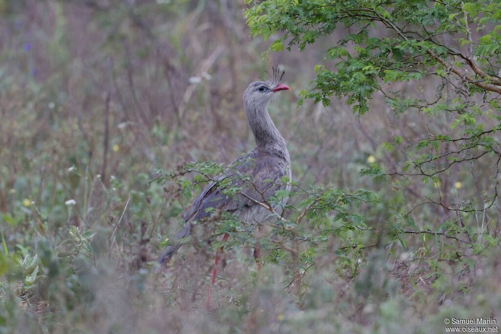 Red-legged Seriemaadult