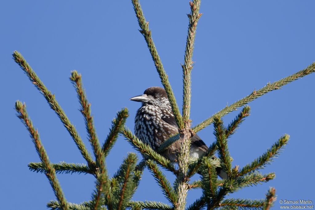 Cassenoix mouchetéadulte