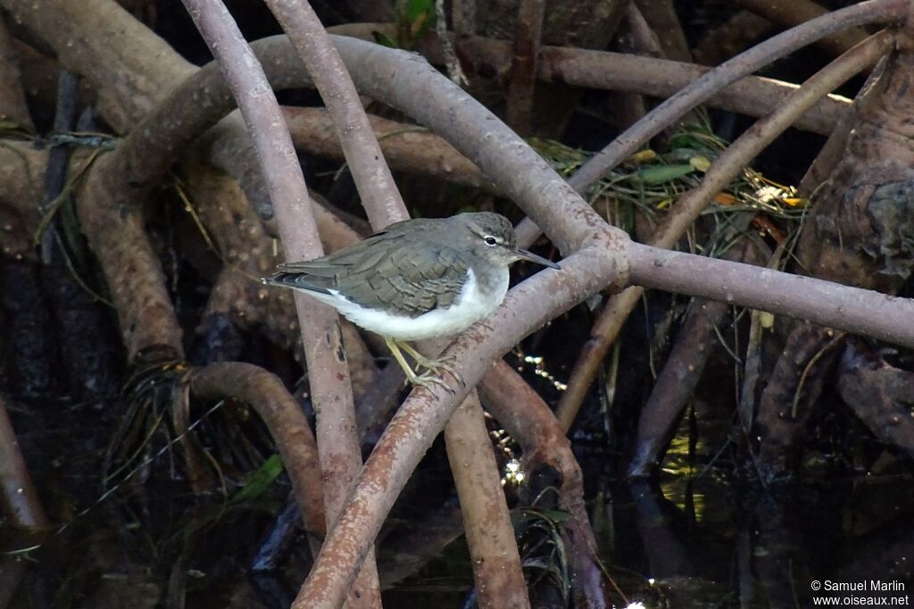 Spotted Sandpiper