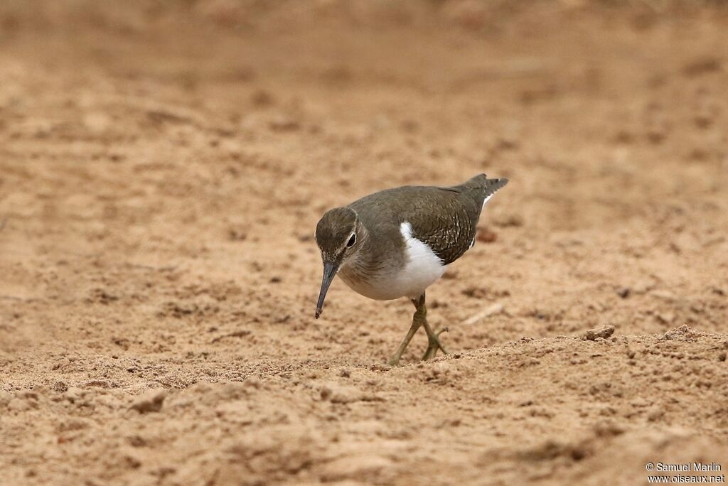 Common Sandpiperadult