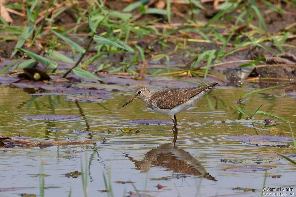 Solitary Sandpiperadult
