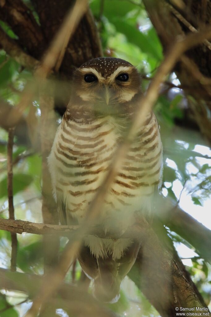 White-browed Owladult