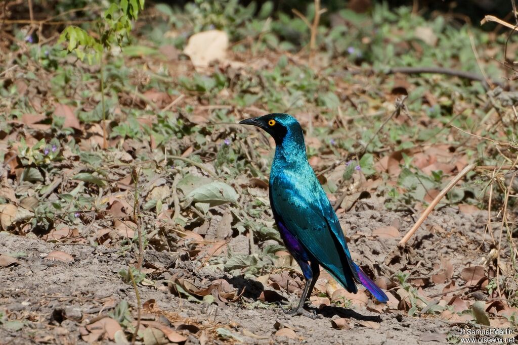 Bronze-tailed Starling