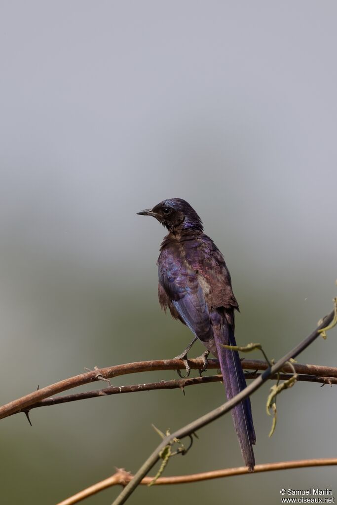 Meves's Starlingadult