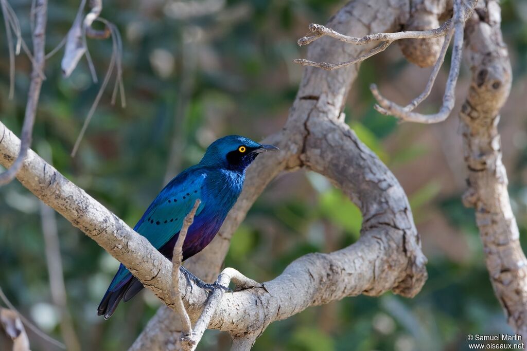 Lesser Blue-eared Starling