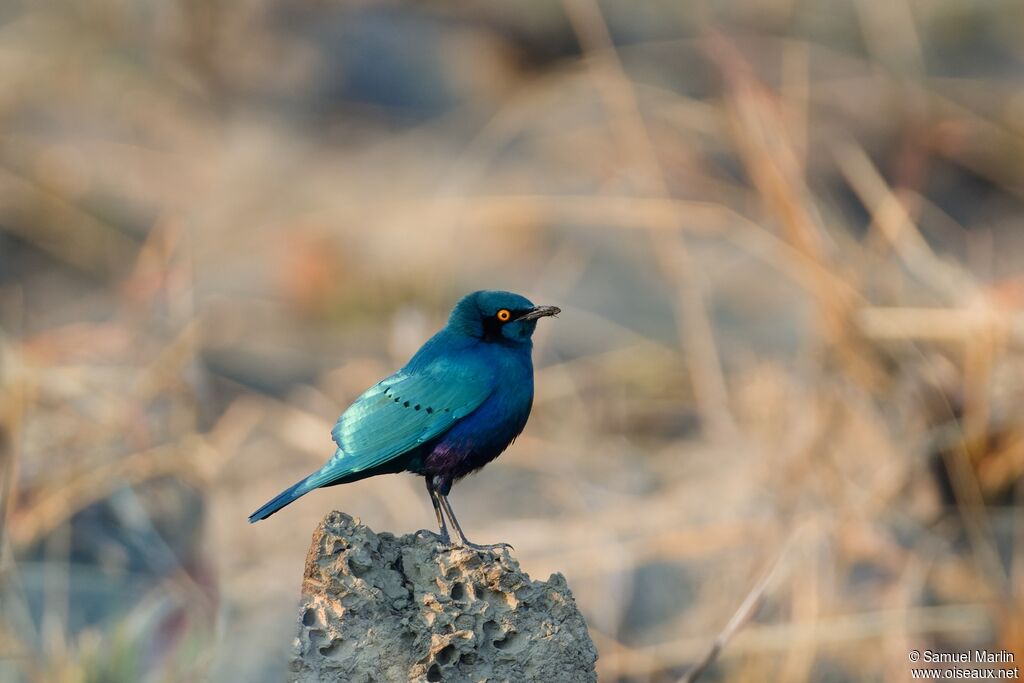 Lesser Blue-eared Starlingadult