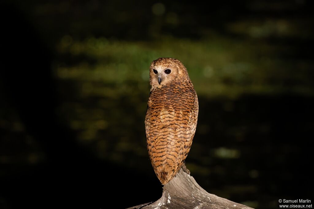 Chouette-pêcheuse de Peladulte