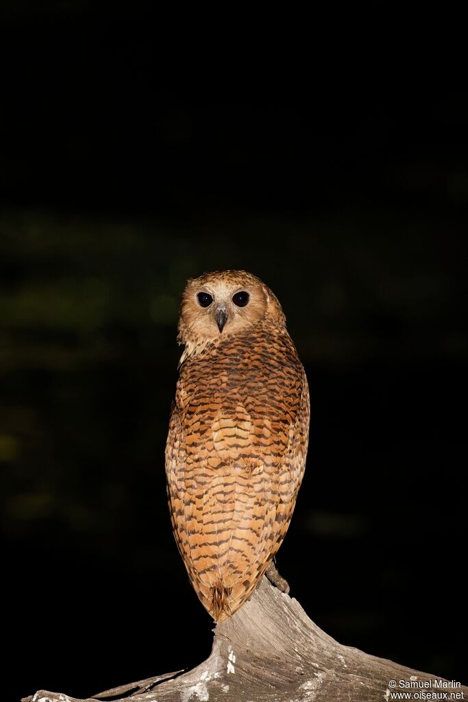 Pel's Fishing Owladult