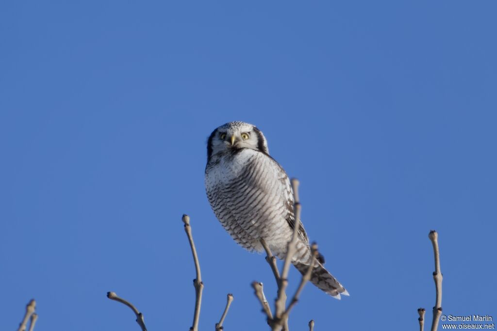 Chouette épervière - Épervière boréale<br />adulte