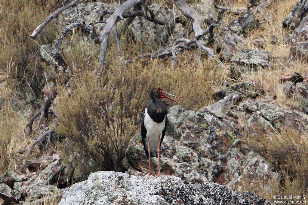 Black Storkadult