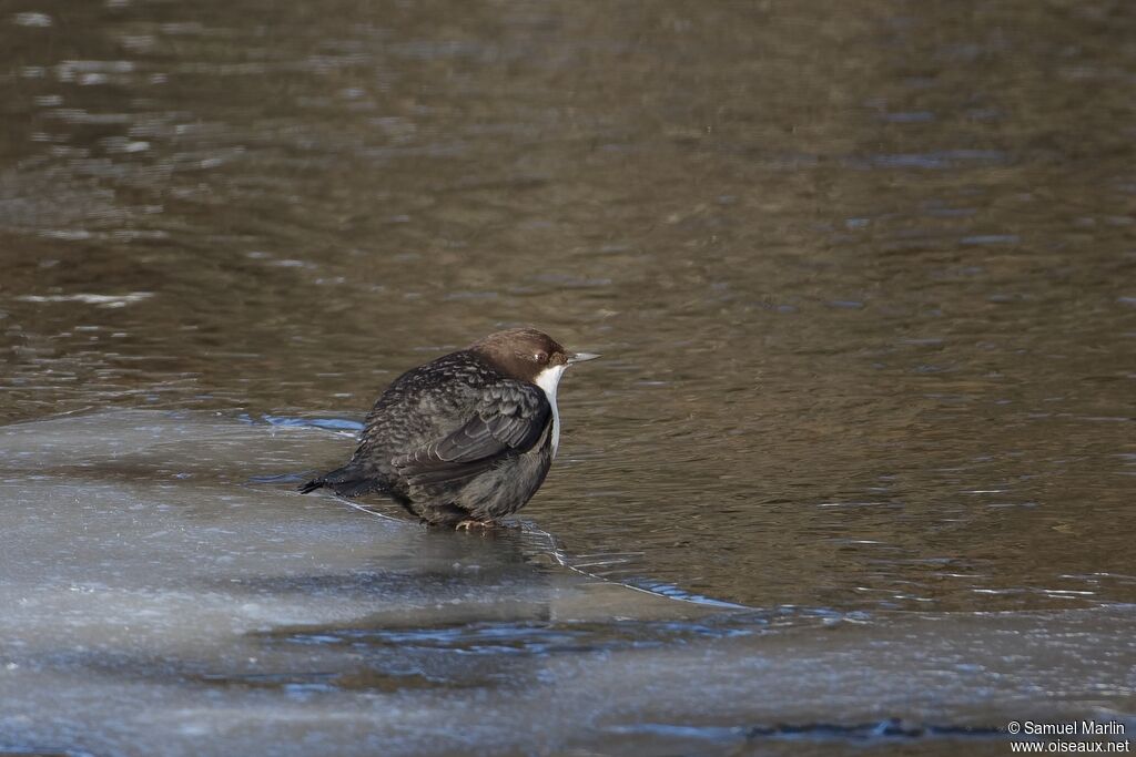 Cincle plongeuradulte