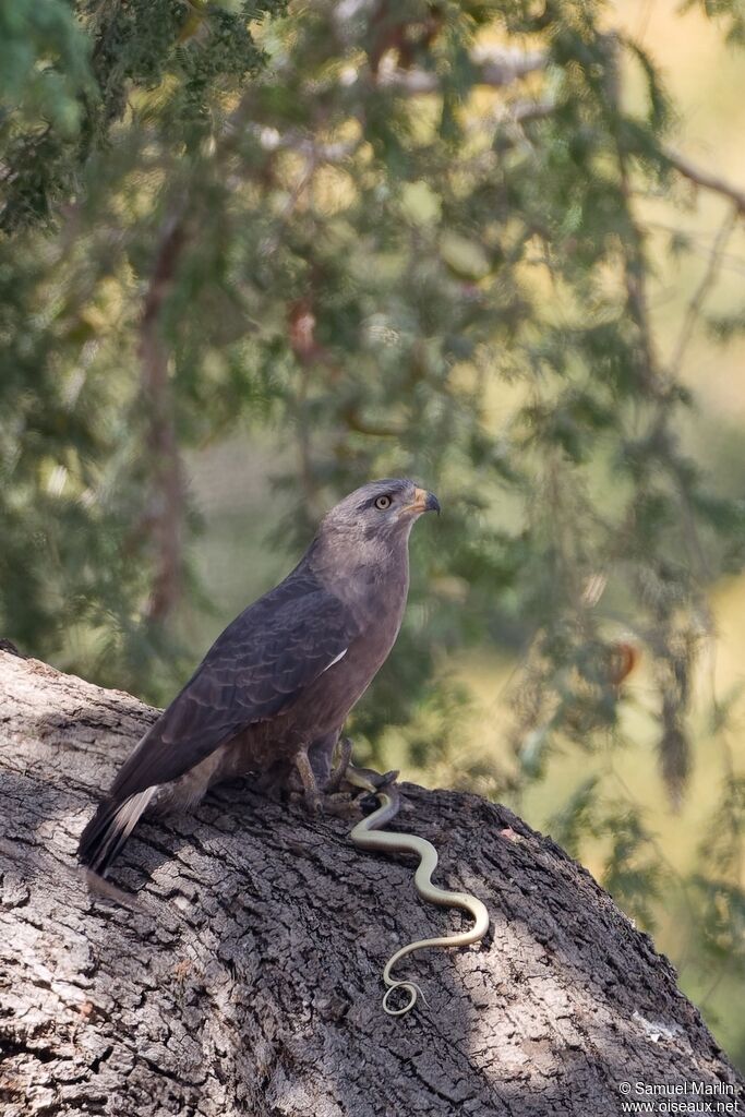 Western Banded Snake Eagle