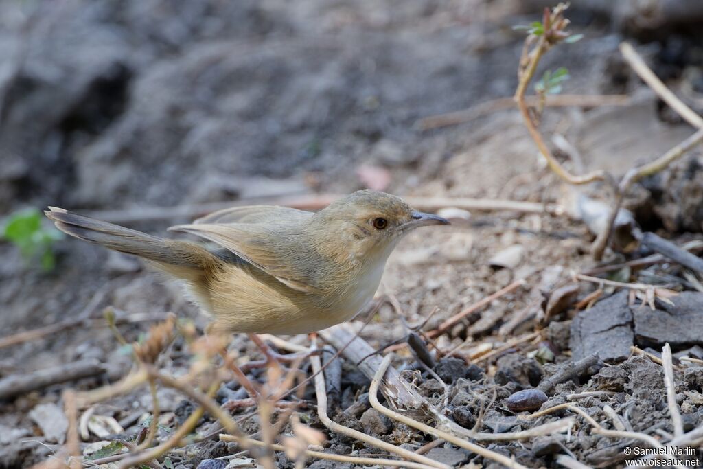 Red-faced Cisticolaadult