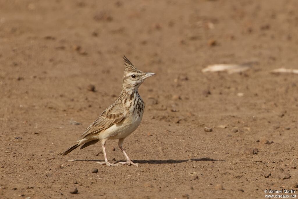 Cochevis huppéadulte