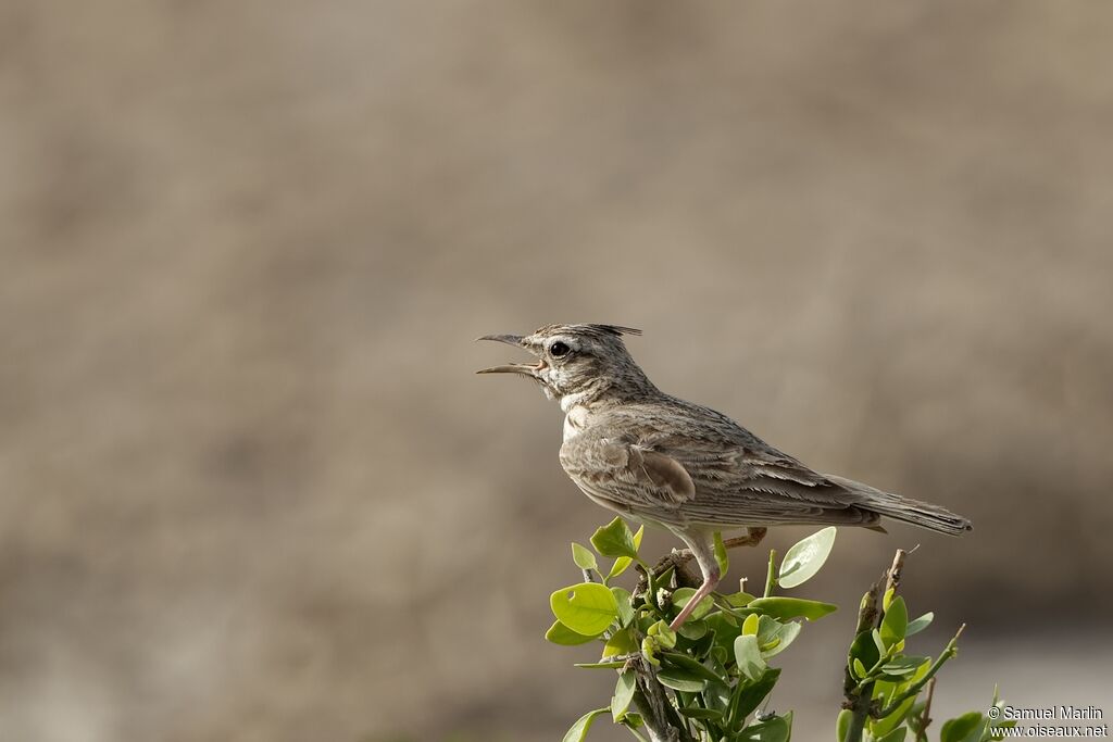 Crested Larkadult