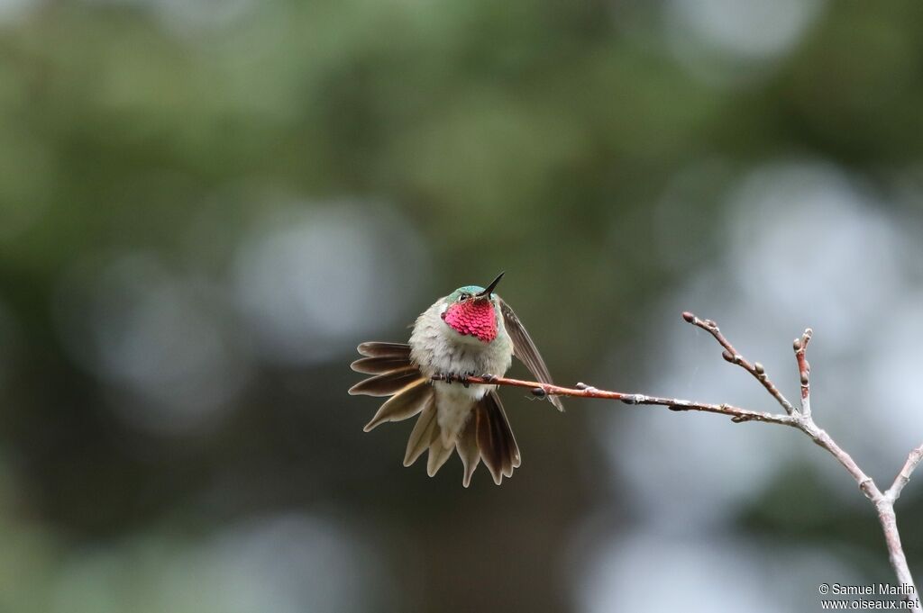 Colibri à queue large mâle adulte