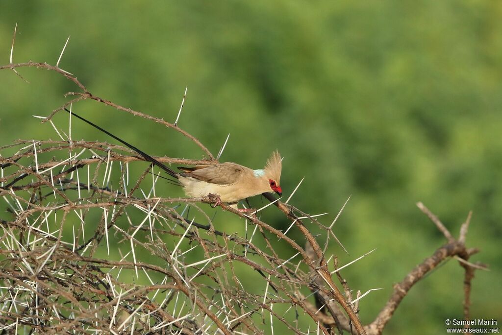 Blue-naped Mousebirdadult