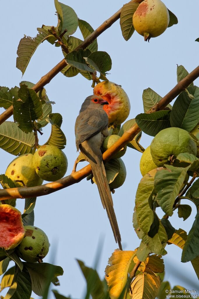 Red-faced Mousebird