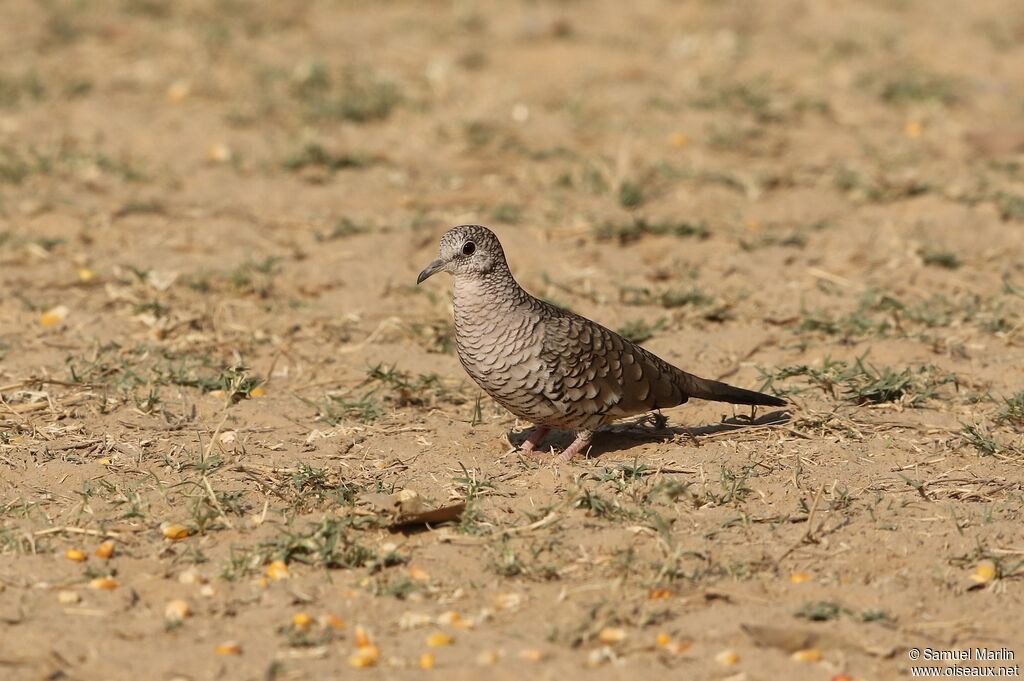 Scaled Dove