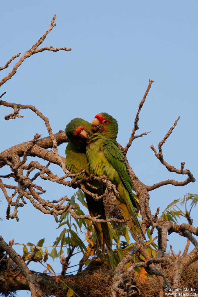 Mitred Parakeetadult