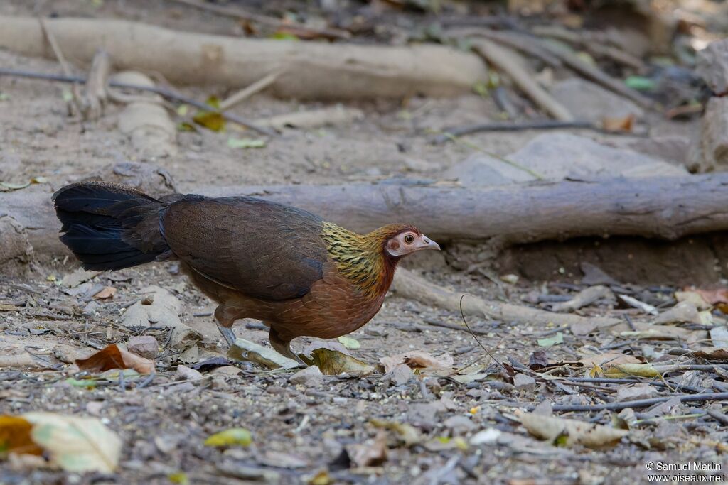 Red Junglefowl female adult