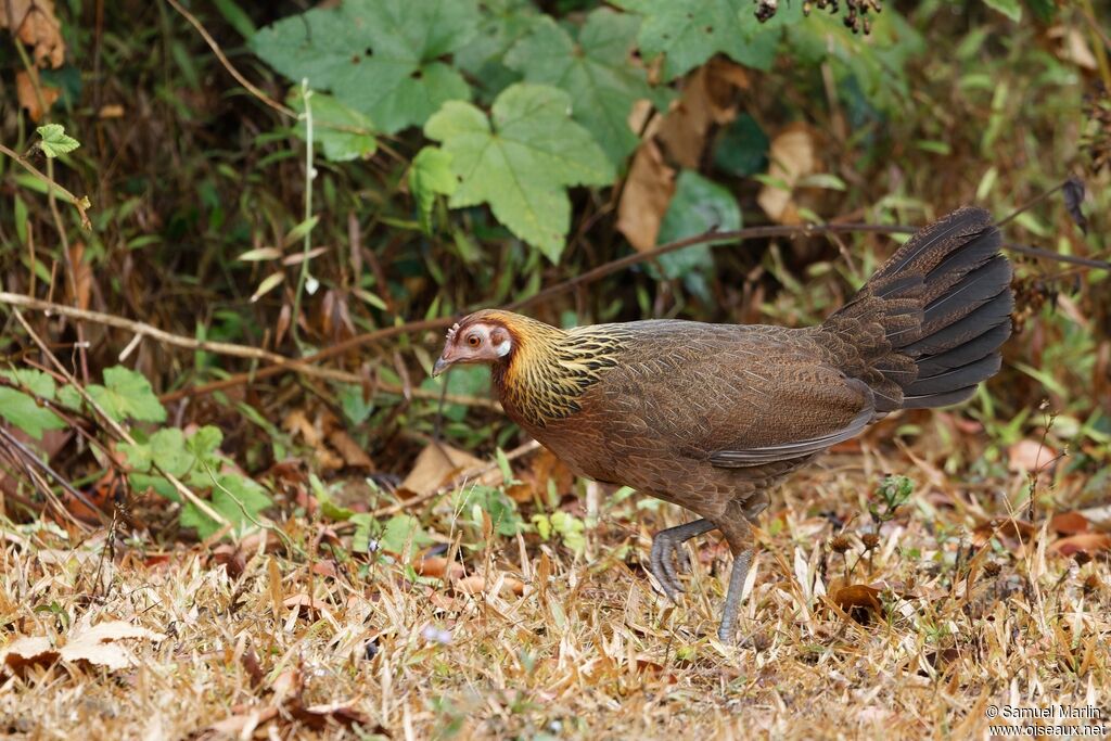 Coq bankiva