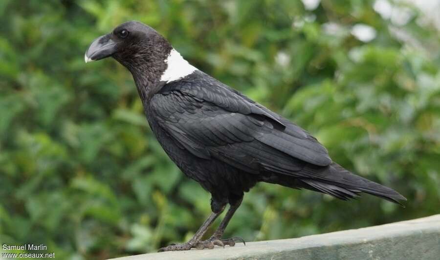 White-necked Ravenadult, identification