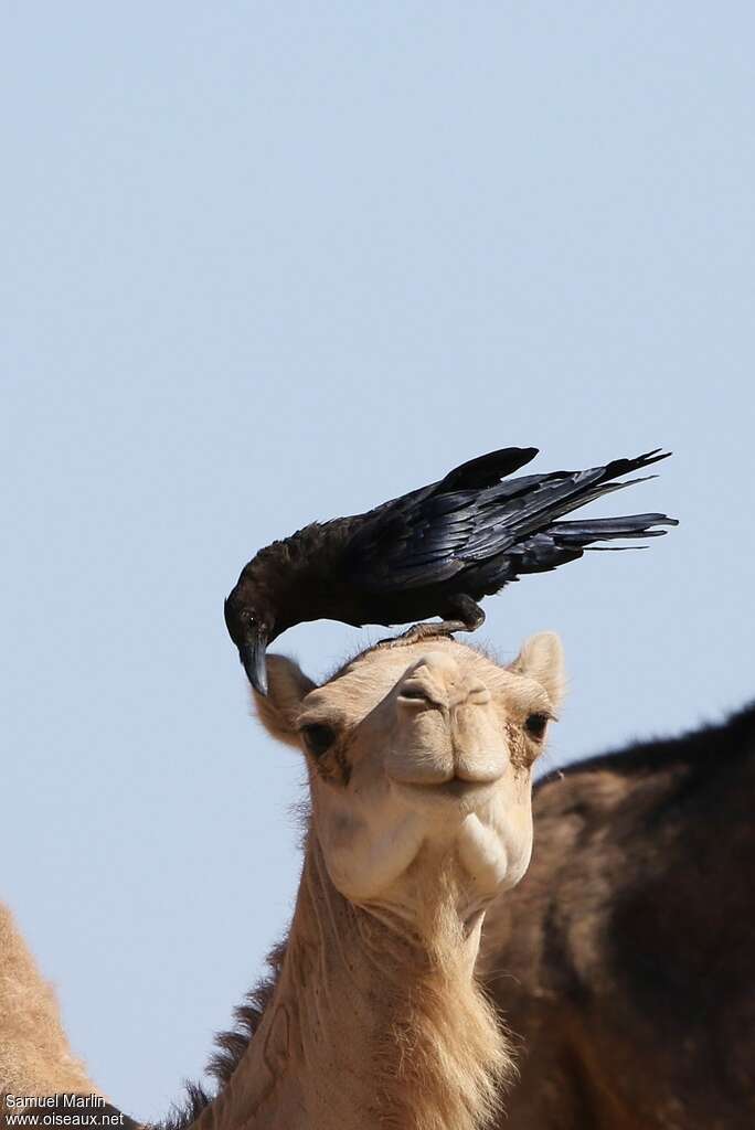 Corbeau brunadulte, Comportement