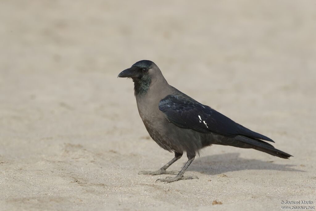 Corbeau familieradulte