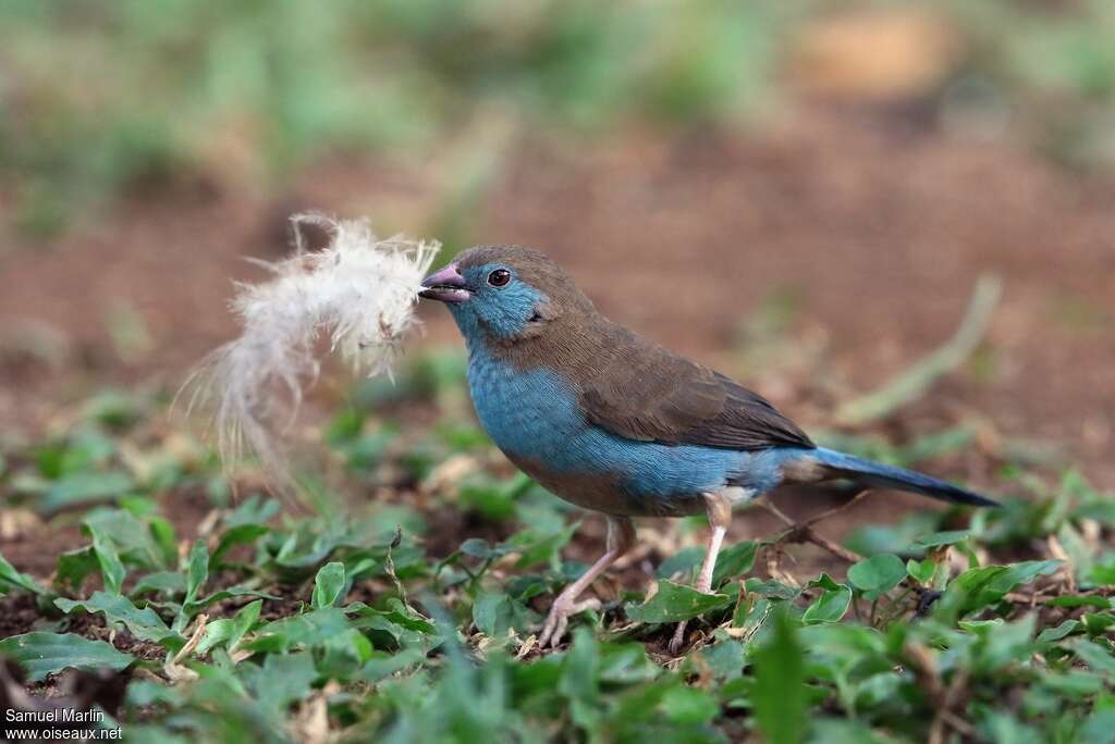 Cordonbleu à joues rouges femelle adulte, Nidification