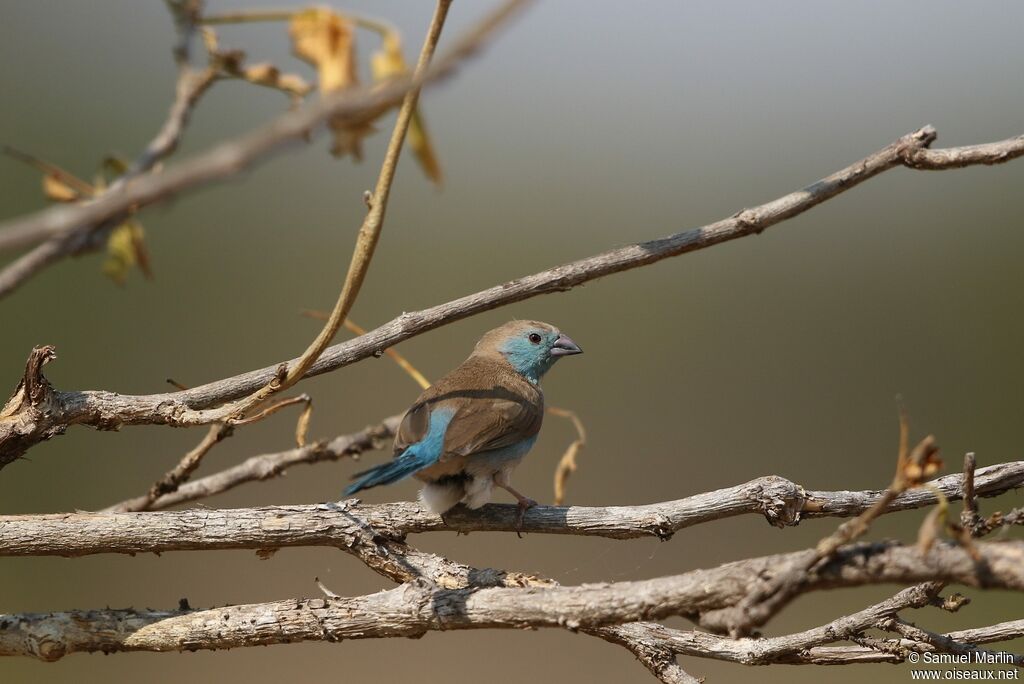 Blue Waxbill