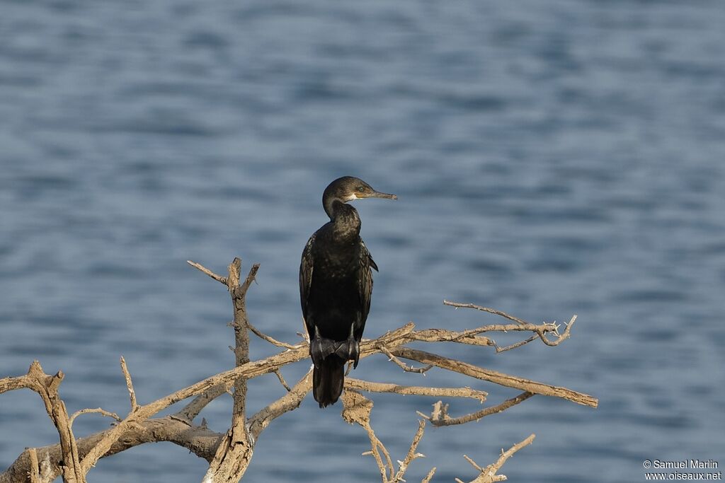 Cormoran à cou brunadulte