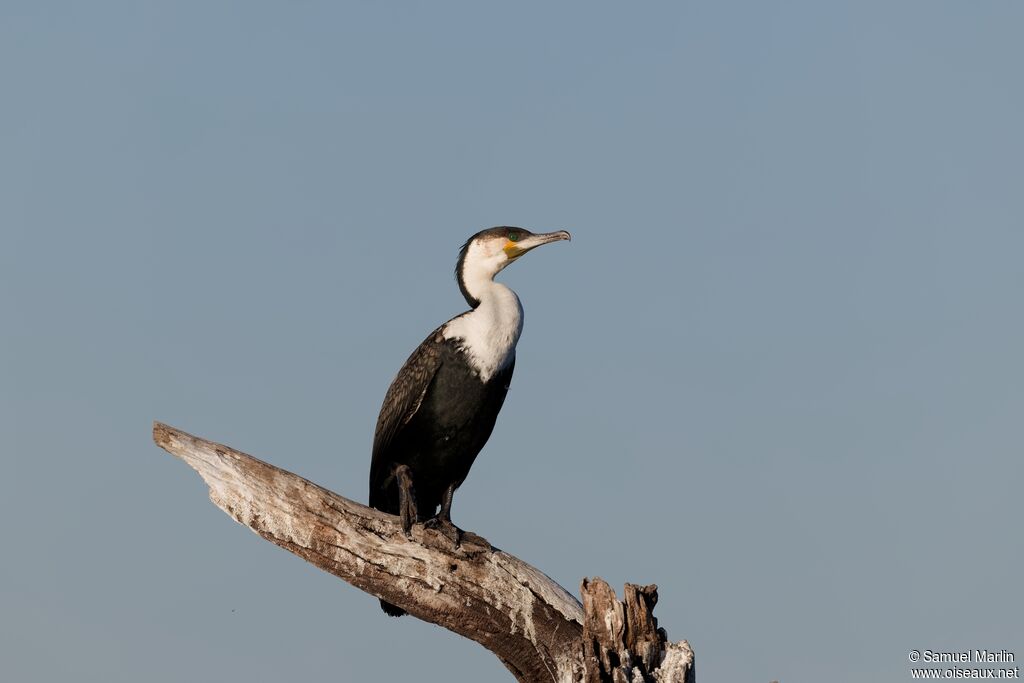 Cormoran à poitrine blancheadulte